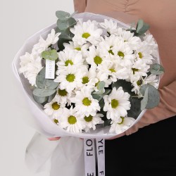 hrizantema romashka 361